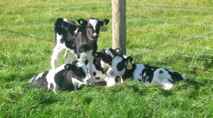 EllaBellaGraduate Premmie calves Ella and Bella graduate