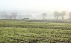 The house paddock on April 25