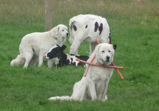 Charlie and Lola love their bovine friends