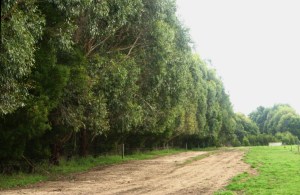 Planting12yearsLater