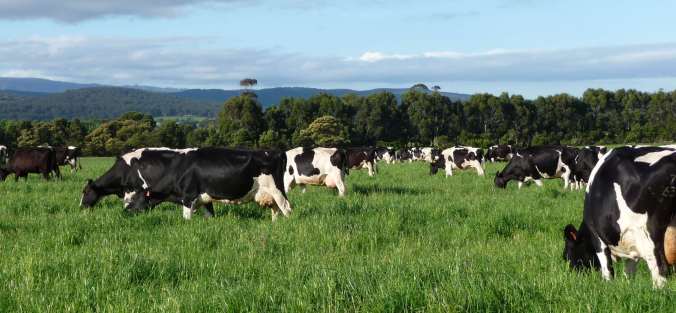 Cows in the paddock