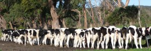 The group of smaller calves enjoys breakfast