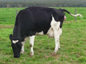Cow 506 beginning to calve