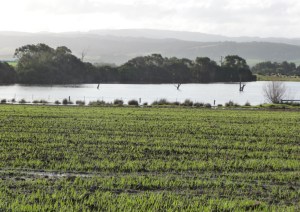 Oats planted into a deep-ripped paddock