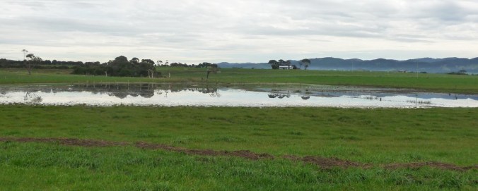 Flooded paddock 17