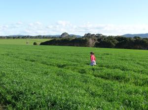 OatsJul4aLoRes Healthy oats where it's not too wet