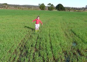 OatsJul4Wet Too much water has stunted these oats
