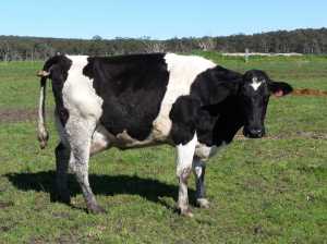BreechBirth Cow facing a breech birth