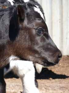 NewbornFaceProfileLoRes Face of a newborn calf