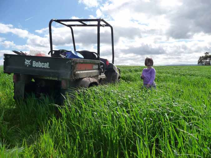 Oats guarded by dogs unaffected by kangaroos