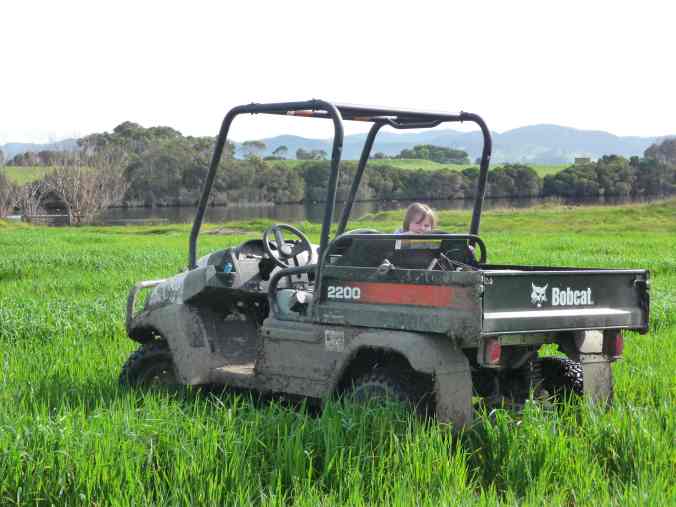 Oats too wet to graze