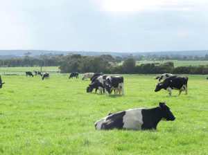 First grazing since the wet