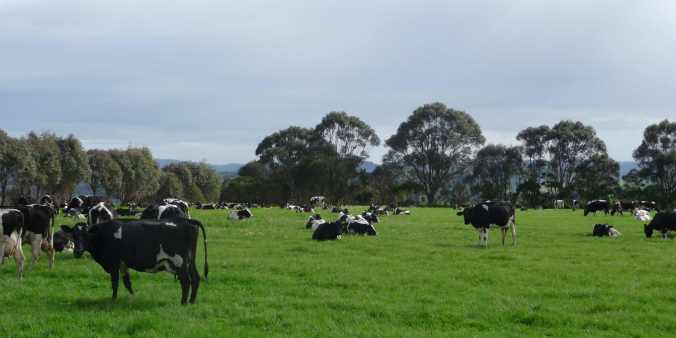 Cows resting in the paddock