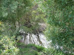 Spot the missing calf