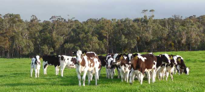 Weaned calves take in their new surroundings