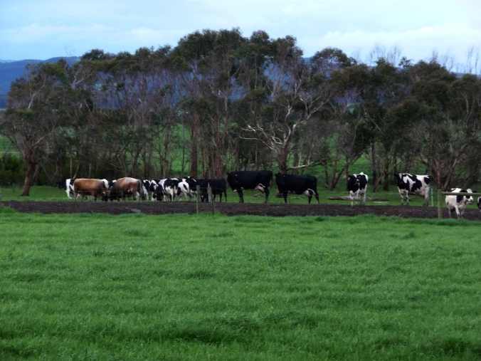 Bulls still warring half an hour later