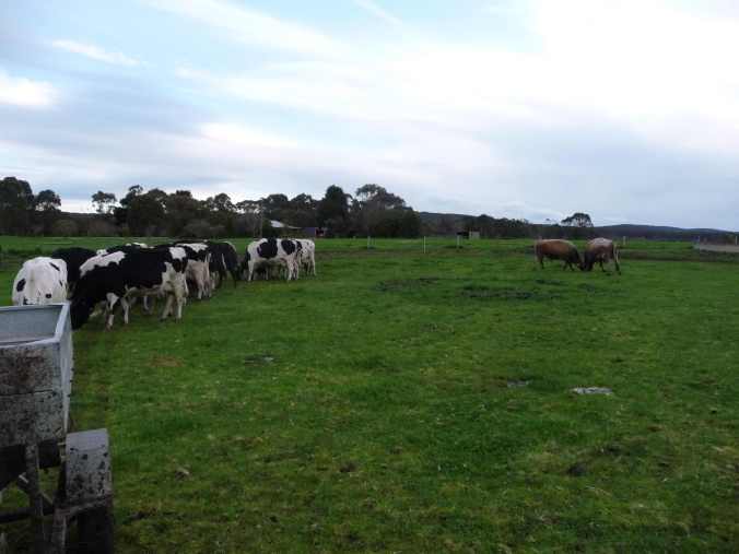 Bulls fighting in calving paddock