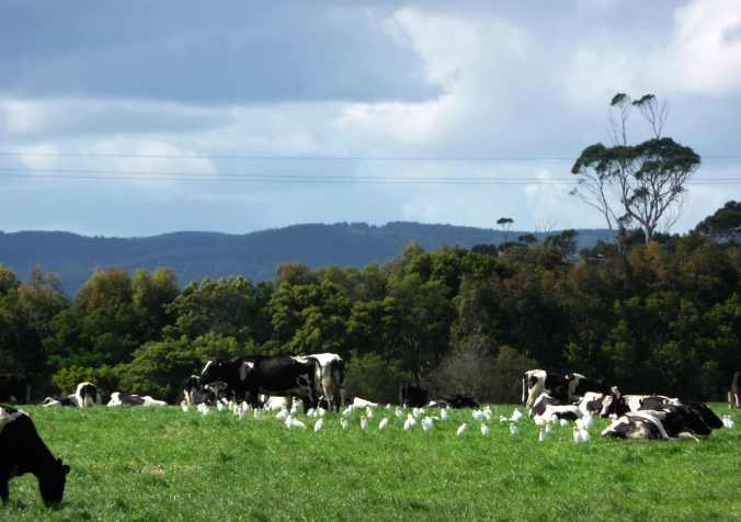 CattleEgrets Cattle Egrets