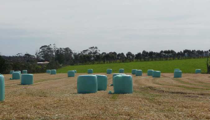 OatsBaledSilage Baled oaten silage