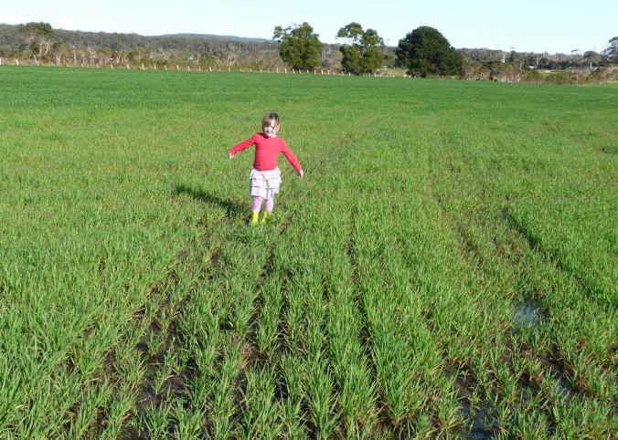 OatsJul4Wet Oats stunted by wet conditions