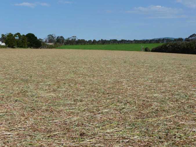 OatsMown Mown forage oats