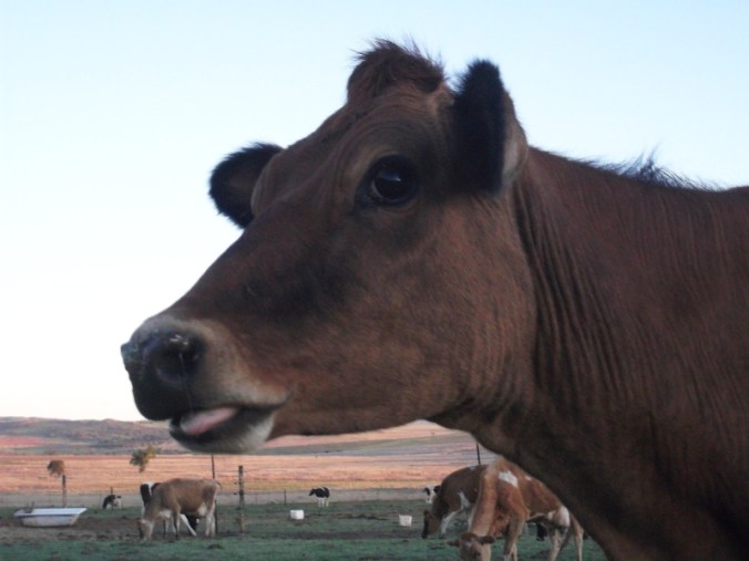 Barbara the Jersey cow