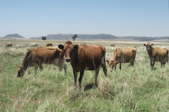 Barbara with her bovine friends
