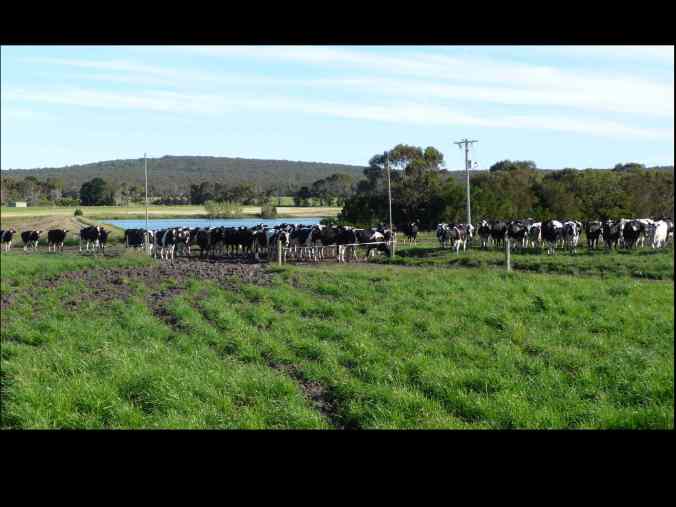 Cows outside the gate