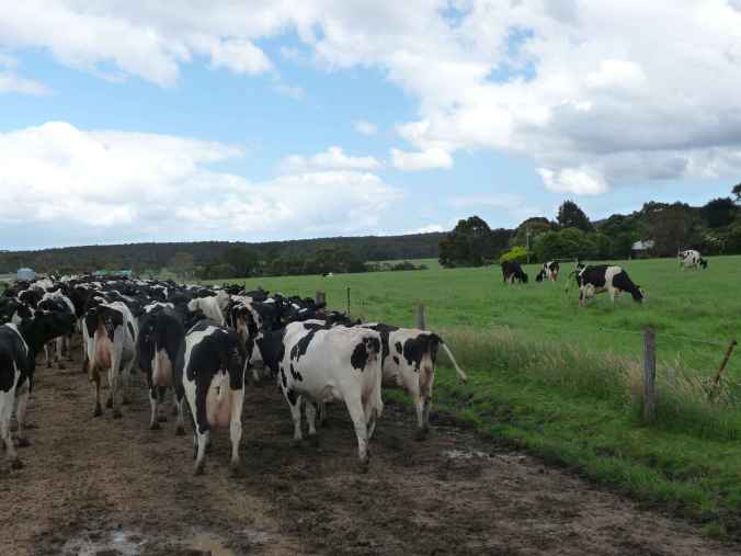 Cows say "It's not fair"!