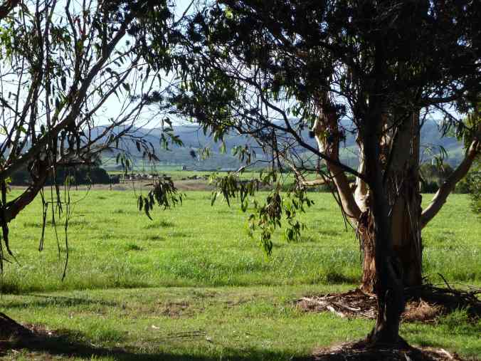 Spying on the cows from the garden
