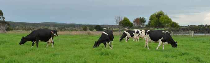 Cows in hospital paddock
