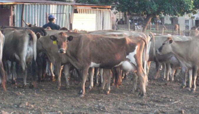 Waiting to be milked