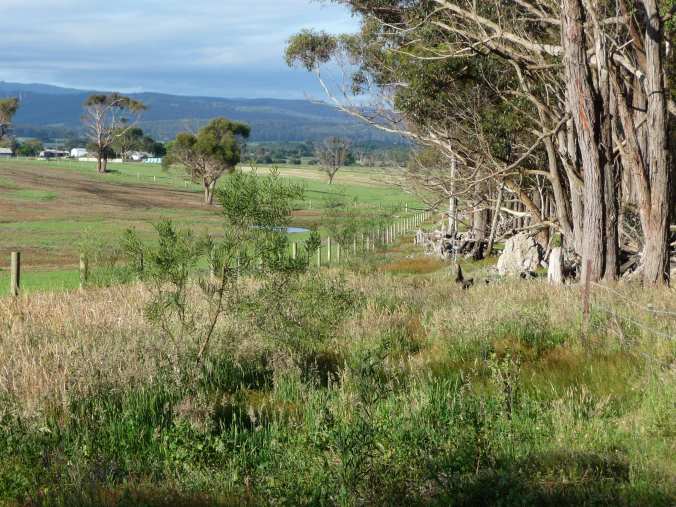 Wattles survived grazing by kangaroos