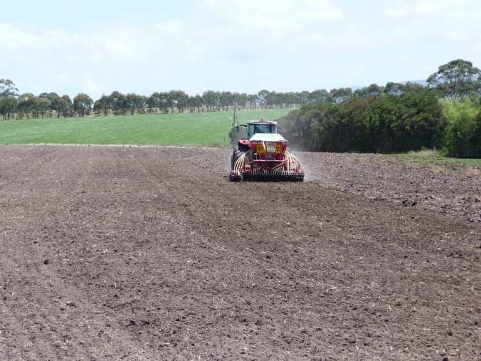 Rape being sown on November 19