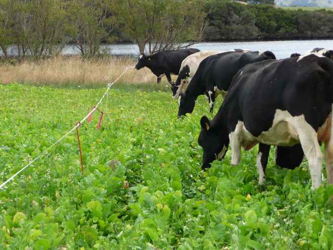 Cows grazing forage rape