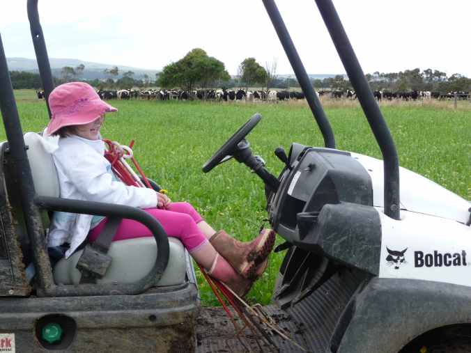 Cows make their presence felt