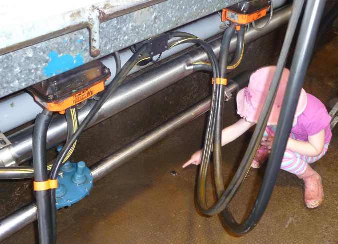 FrogHabitat Frog habitat like you've never seen it before