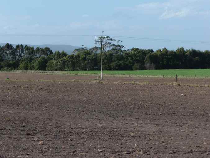 NewPastureApril1 Newly sown paddock April 1st