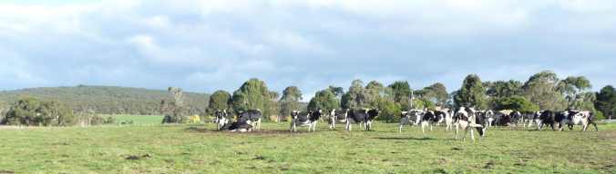 CalvingPaddockAction Calving Paddock