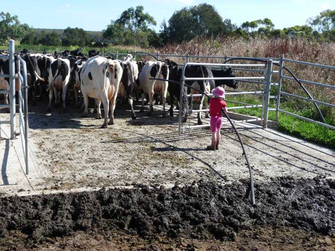 ZoePipeYard Dairy yard entrance