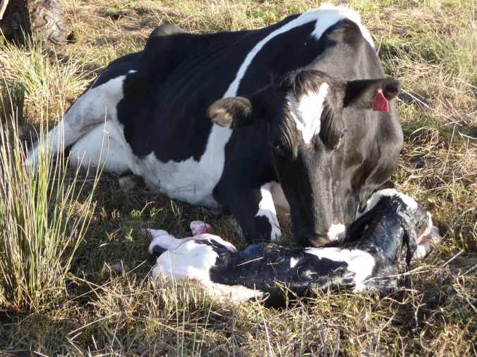 Newborn calf welcomed by the cow