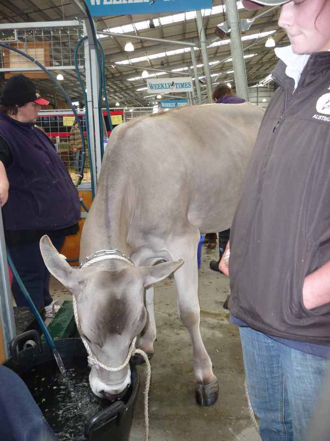 BrownSwiss Brown Swiss cow