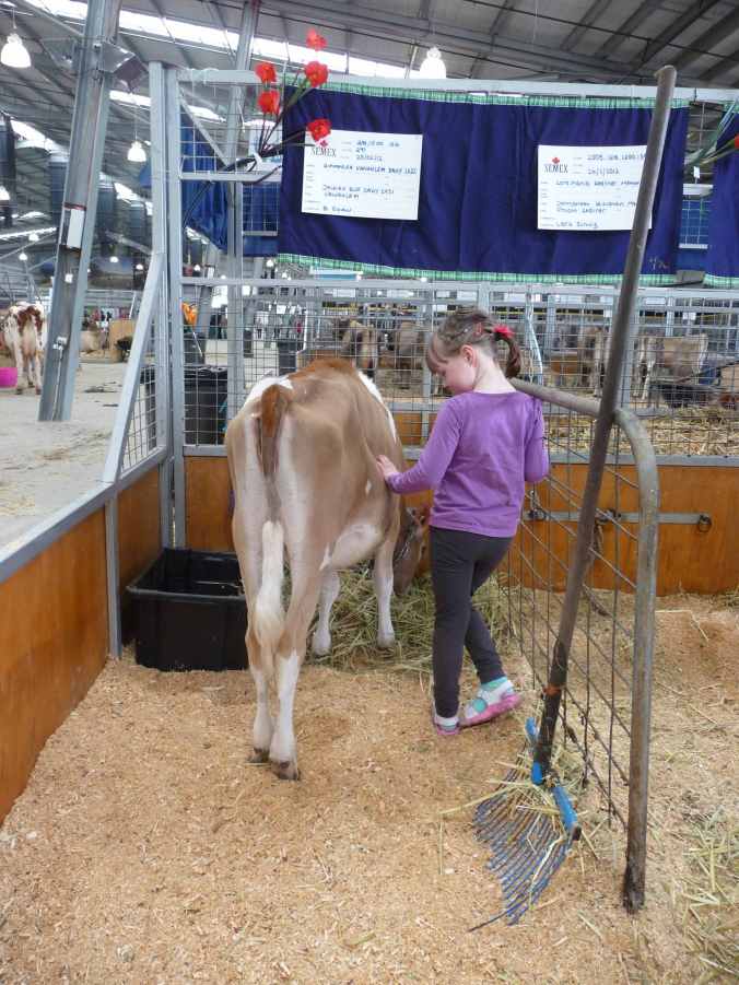 ZJerseyHeifer Jersey Heifer