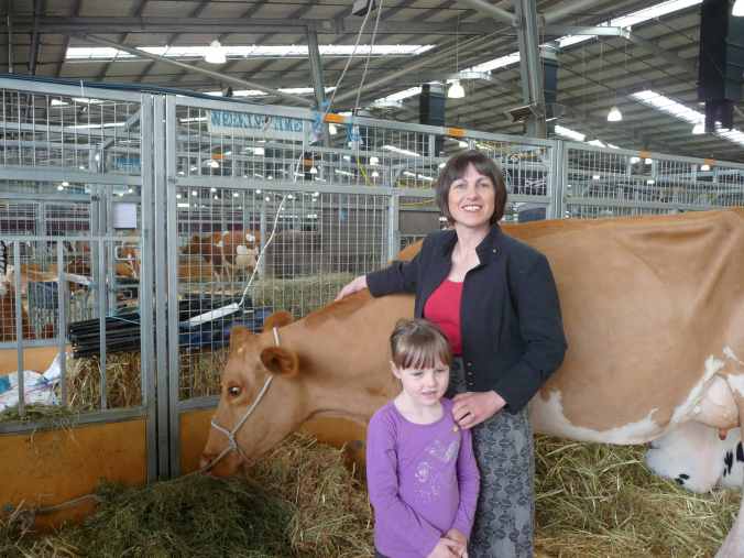 ZMGuernseyBling Guernsey cow