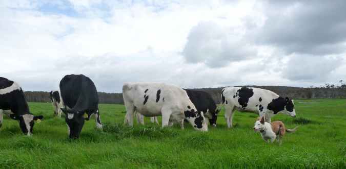 Patch Rounds Up The Yearlings