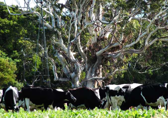 Grazing the lush crop