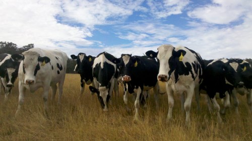 Cheeky girl as a rising two-year-old