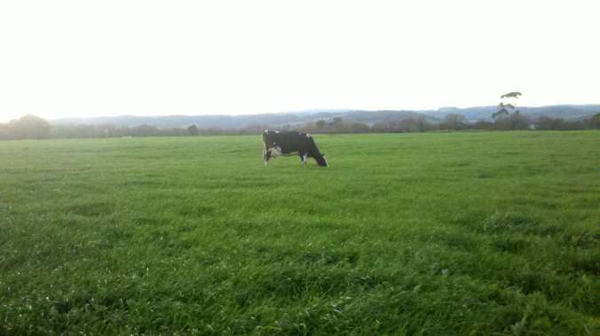 Black and white bliss