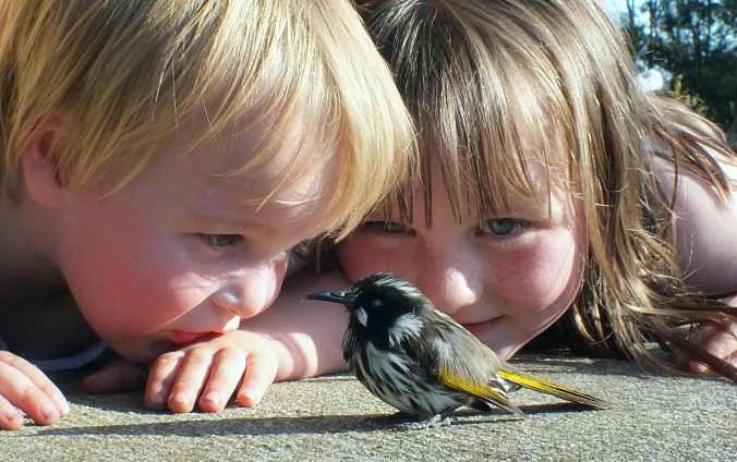 My Little People meet a young honeyeater