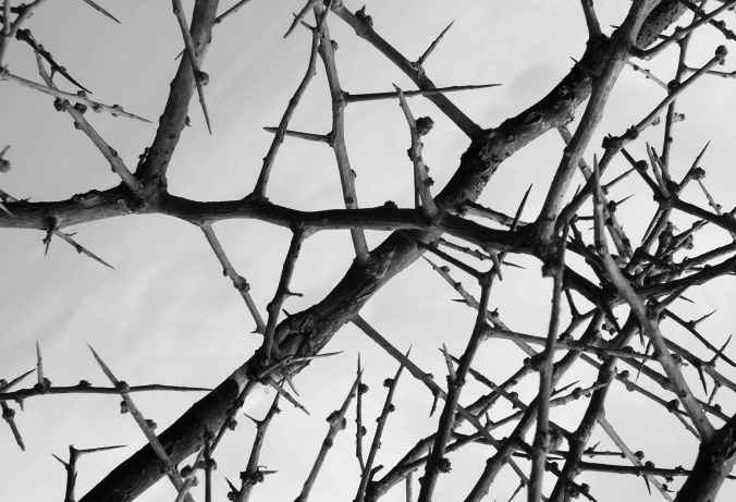 You'd measure these thorns in inches